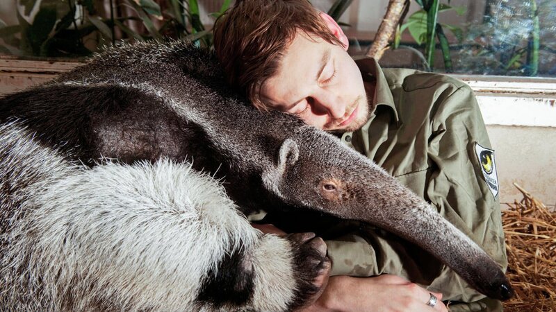 Ameisenbär. – Bild: ZDF und ORF/Lukas Beck Ameisenbär. – Bild: ZDF und ORF/Lukas Beck