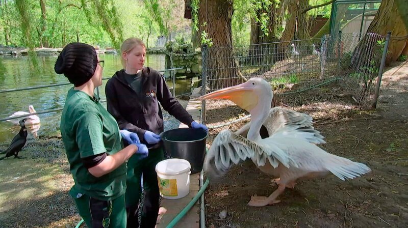 Pelikandame Dori aus dem Opel-Zoo wird von Pflegerin Mona de Vries und ihrer Kollegin Anna gefüttert. – Bild: HR