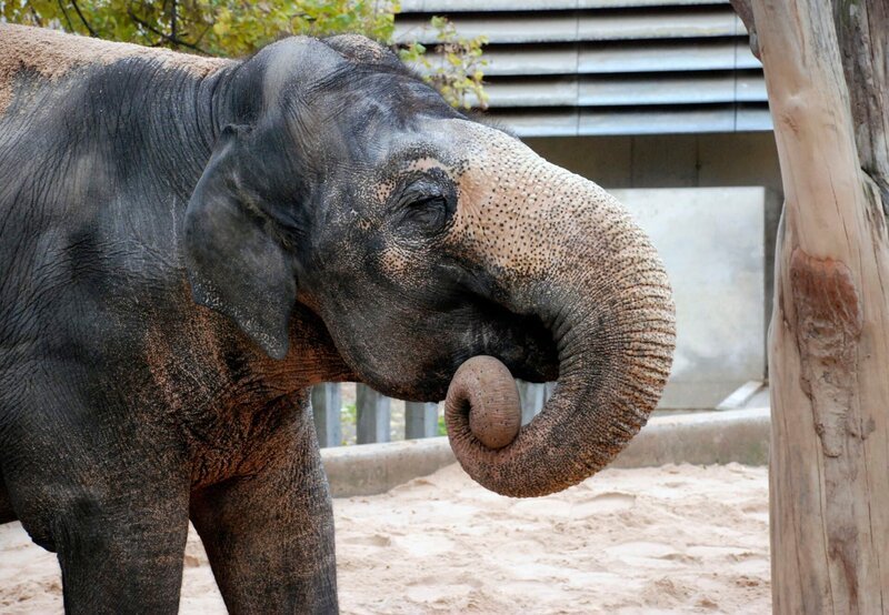 Elefantendame Molly in der Wilhelma. Die Pfleger wollen heute mit dem betagten Tier einen Ausritt wagen. – Bild: SWR/​Thorsten Backofen