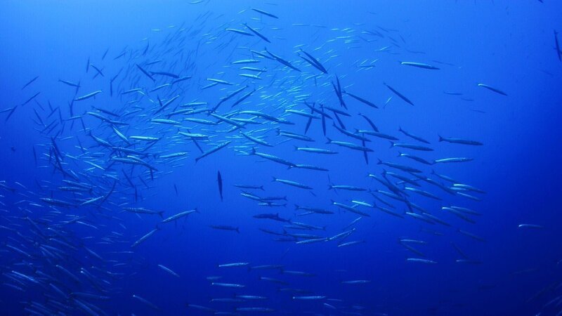 Fischschwarm Die Verwendung des sendungsbezogenen Materials ist nur mit dem Hinweis und Verlinkung auf TVNOW gestattet. – Bild: RTL / Aquawork, S.L. Fischschwarm Die Verwendung des sendungsbezogenen Materials ist nur mit dem Hinweis und Verlinkung auf TVNOW gestattet. – Bild: RTL / Aquawork, S.L.