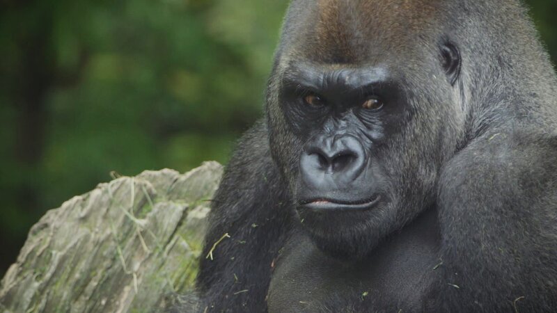 Gorilla – Bild: TLC (DEUT)