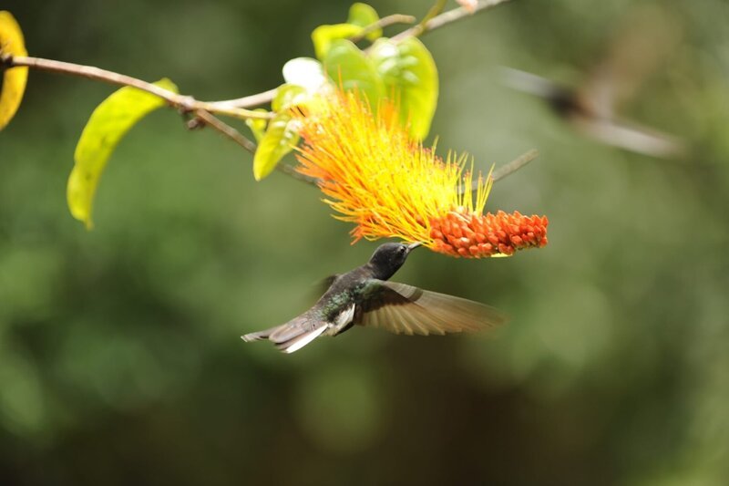 Schwarz-Kolibri, Brasilien – Bild: port.hu
