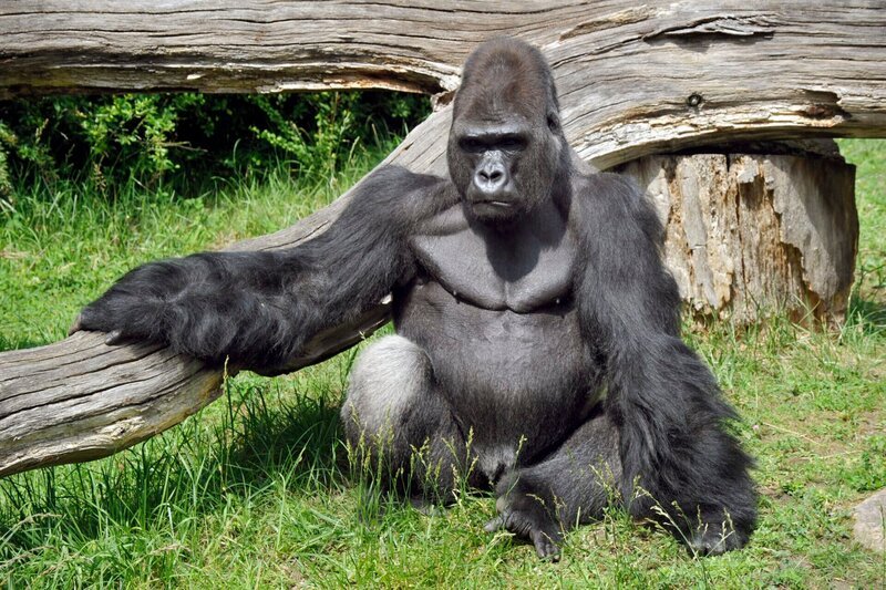 ARD/​rbb PANDA, GORILLA & CO., TEIL 232, „Geschichten aus dem Zoo Berlin und dem Tierpark Berlin“, am Donnerstag (20.10.11) um 16:10 Uhr im ERSTEN. Gorilla Ivo – Bild: rbb/​Thomas Ernst