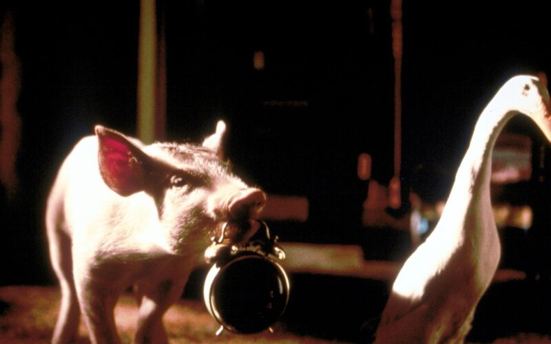 Schweinchen Babe. – Bild: ORF Schweinchen Babe. – Bild: ORF