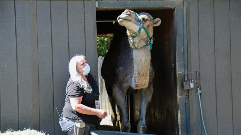 Camel Matthew at Camel Barn. – Bild: Discovery Communications, LLC