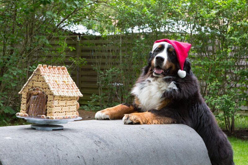 Fritz Fuchs’ Hund Keks ist begeistert von der weihnachtlichen Verpackung für Hundekuchen. – Bild: ZDF und Zia Ziarno