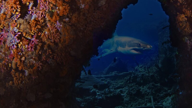 Great white shark. – Bild: Discovery /​ US DLTO /​ Discovery Communications LLC