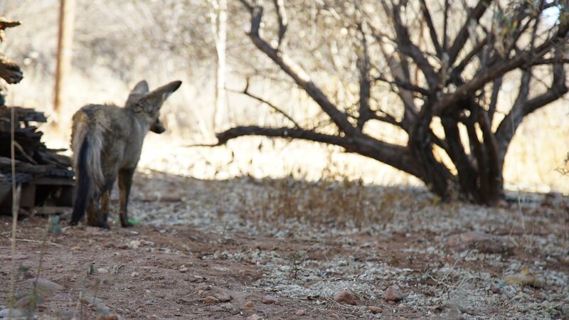 Bat-eared fox. – Bild: Animal Planet /​ Discovery Communications, LLC