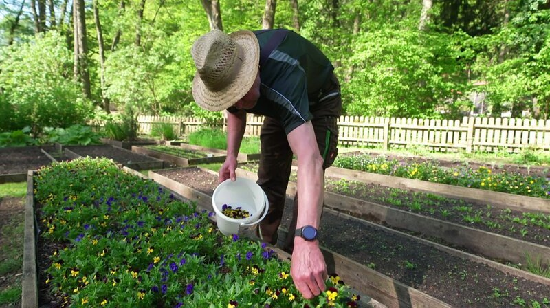 Essbare Blüten vom Hof – Bild: rbb/​Kristof Kannegießer