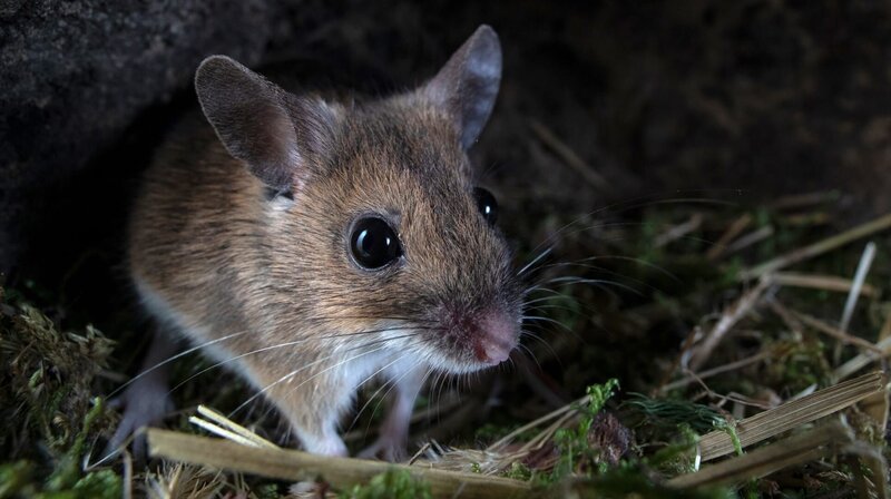„Die Nacht erwacht! Über Leben im Wald“ zeigt das Leben der nachtaktiven Gelbhalsmaus (Bild) und ihrem Gegenspieler, dem Raufußkauz, von der längsten bis zur kürzesten Nacht eines Jahres. – Bild: SWR/Tom Horak „Die Nacht erwacht! Über Leben im Wald“ zeigt das Leben der nachtaktiven Gelbhalsmaus (Bild) und ihrem Gegenspieler, dem Raufußkauz, von der längsten bis zur kürzesten Nacht eines Jahres. – Bild: SWR/Tom Horak