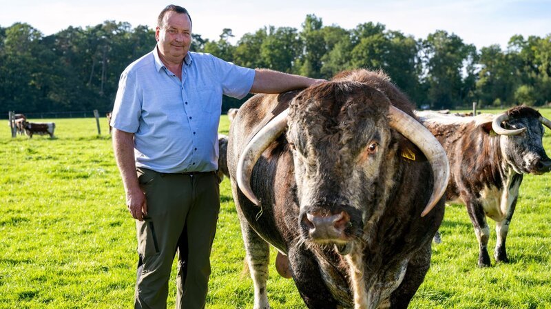 Ludger Bremehr auf der Weide mit Britischen Longhorn-Rindern. – Bild: NDR/​Peter Janßen/​hoheluftfilm