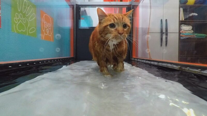 Cat walking on water treadmill. – Bild: Animal Planet /​ Discovery Communications
