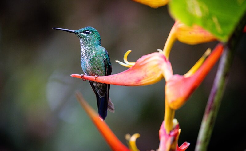 Der Grünstirn-Brillantkolibri ist Einzelgänger – wie einige andere Kolibriarten geht auch er meist allein auf Nahrungssuche. – Bild: Terra Mater Studios /​ THIRTEEN Productions LLC /​ Filipe DeAndrade