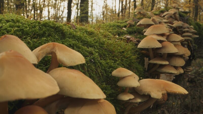 Pilze und Bodenlebewesen spielen eine wichtige Rolle im Ökosystem Wald. – Bild: ZDF Pilze und Bodenlebewesen spielen eine wichtige Rolle im Ökosystem Wald. – Bild: ZDF