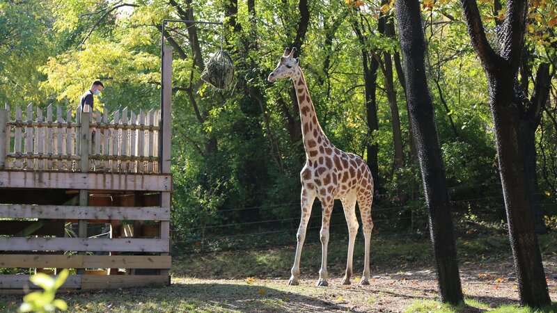 Giraffen – Bild: Discovery Communications, LLC