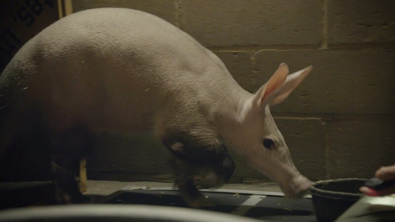 Aardvarks. – Bild: TLC (DEUT)