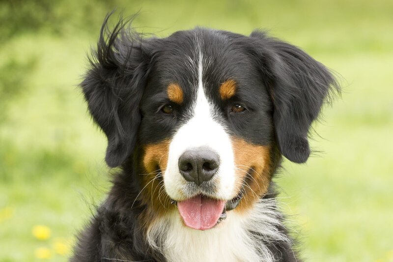 Mit seiner Schnüffelnase geht Keks auf Entdeckertour und trifft Tiere vor seiner Haustür.© ZDF/​Zia Ziarno – Honorarfreie Verwendung gemäß AGB im redaktionellen Zusammenhang mit genannter Sendung bei Nennung „Bild: ZDF/​Zia Ziarno“. Andere Verwendung nur nach Absprache. KiKA Marketing & Kommunikation – bildredaktion@kika.de Telefon: +49.361.218⁠–⁠1826 – Bild: „Bild: …
