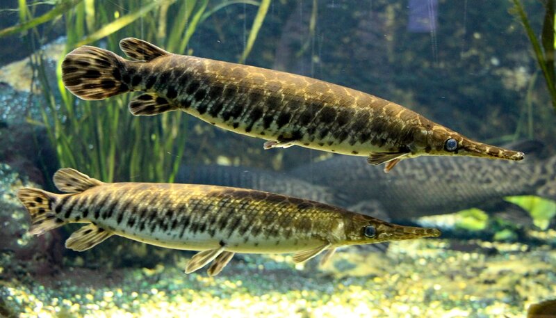 Knochenhecht Fütterung. – Bild: SWR/​Christian Neumann