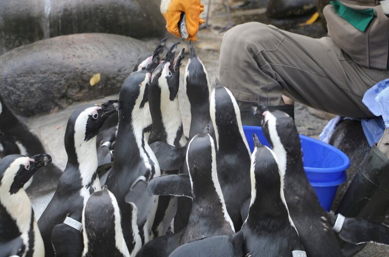 Fütterung bei den Pinguinen in der Wilhelma. – Bild: SWR/​Christian Neumann