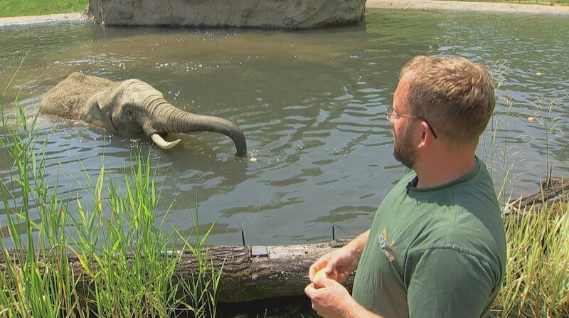 Elefantenbulle Tamo aus dem Opel-Zoo plantscht im kühlen Nass. Pfleger Marcel König ist glücklich. – Bild: BR/​HR