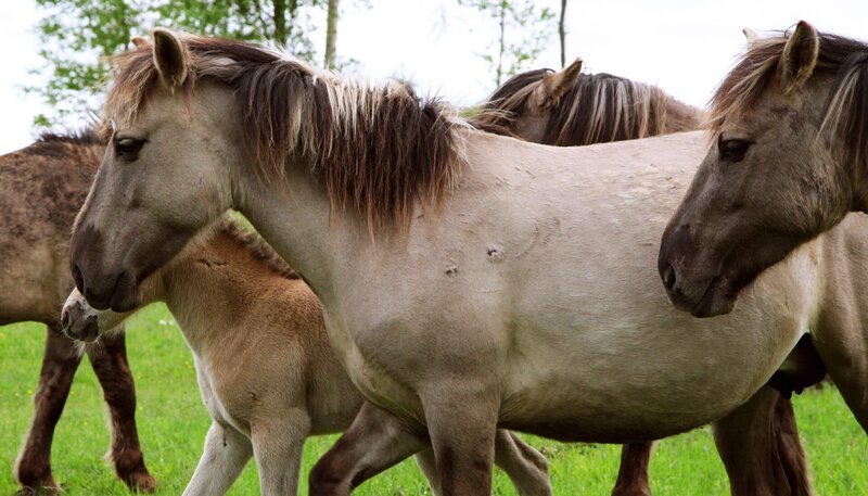 Die Konik Wildpferde am Pape-See in Lettland verbringen das ganze Jahr im Freien. – Bild: NDR/​NDR/​Christoph Hauschild