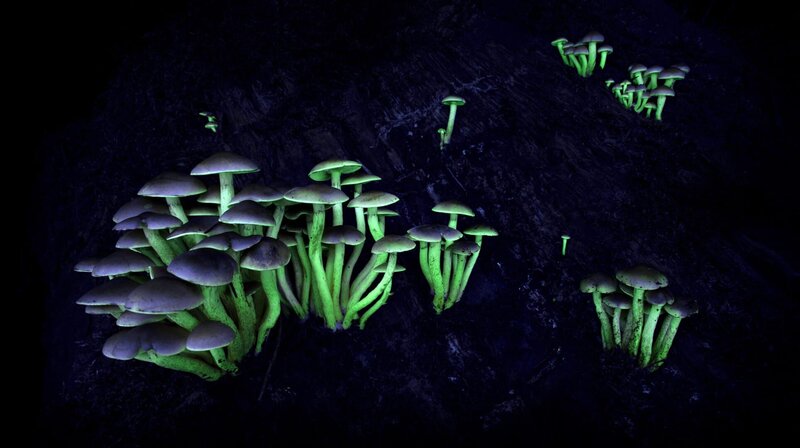 Die Nacht erwacht! Über Leben im Wald – Bild: SWR/​Tom Horak