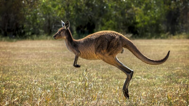 Der Graue Riesenkänguru – Bild: Warner Bros. Discovery