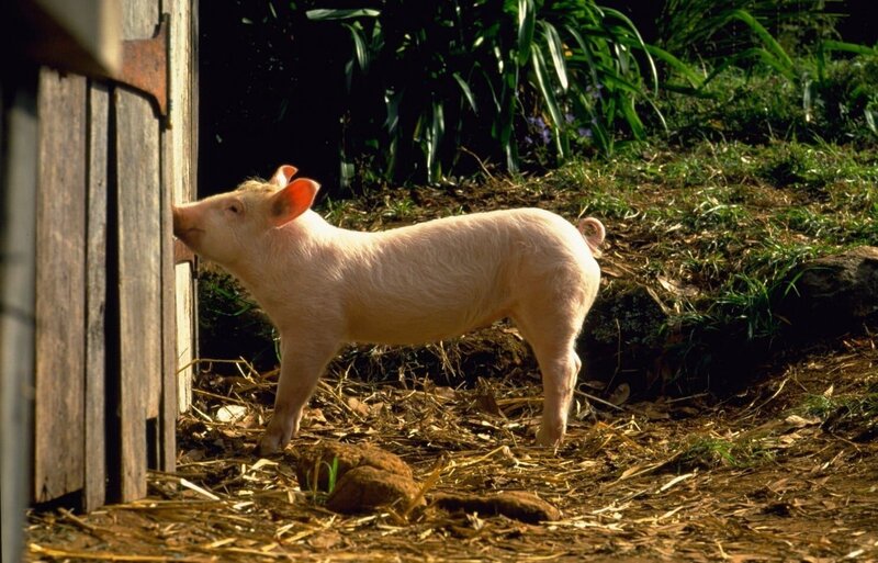 Ein Schweinchen namens Babe – Bild: port.hu