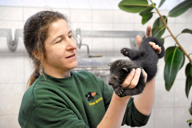 PANDA, GORILLA & CO., TEIL 222, „Geschichten aus dem Zoo Berlin und dem Tierpark Berlin“, am Donnerstag um 16:10 Uhr im ERSTEN. Dank intensiver Pflege hat sich der Binturong-Nachwuchs aus dem Alfred-Brehmhaus im Tierpark Berlin mittlerweile gut erholt. Aufgrund einer Gaumenentzündung konnten die beiden nicht bei ihrer Mutter trinken und sind deshalb lange Zeit untergewichtig gewesen. Sieben Wochen sind die Schleichkatzengeschwister jetzt alt. Täglich wird ihr Gewicht kontrolliert und über die weitere Zufütterung entschieden. – Bild: rbb/​Thomas Ernst