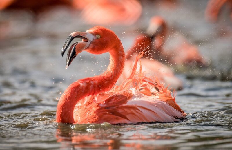 Flamingo. – Bild: ORF/​Universal