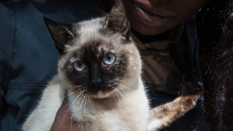 Hemi is held by their owner. – Bild: Animal Planet /​ Discovery Communications