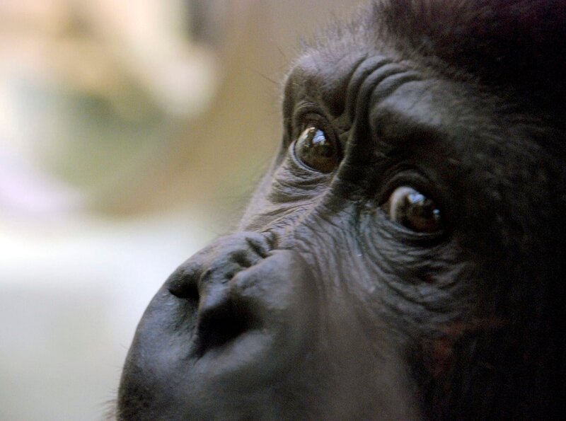 Ein Gorilla in der Wilhelma. Die Affen bekommen heute ein besonderes Wellnessprogramm. – Bild: SWR/​Thorsten Backofen
