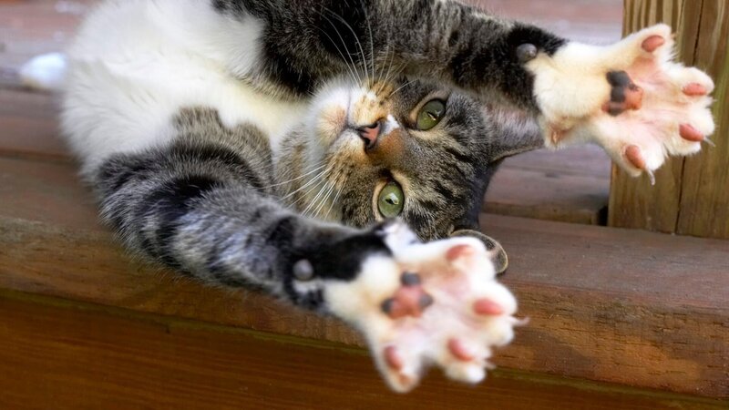 Cat stretching, indoors – Bild: American Images Inc