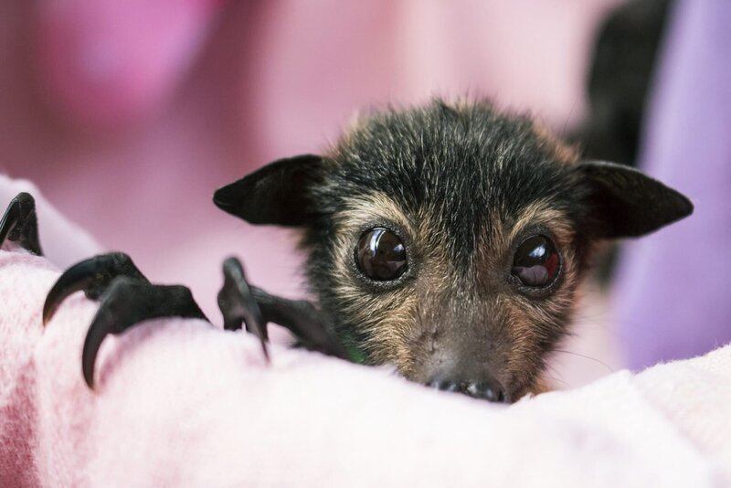 Die Eltern vieler Flughundwelpen fallen Zeckenbissen zum Opfer – Bild: Tolga Bat Hospital