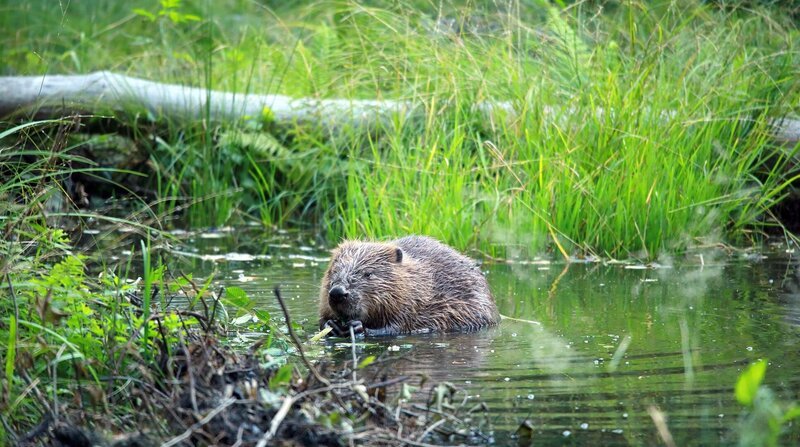 Biber sind genügsam und brauchen nicht viel: Ein Gewässer, in dem sich tauchen und schwimmen lässt, ein Ufer, in das sie ihre Höhlen graben können, und ausreichend Bäume als Nahrungsquelle. – Bild: BR/​Doclights GmbH/​NDR/​Klaus Weißmann/​Wilma Kock
