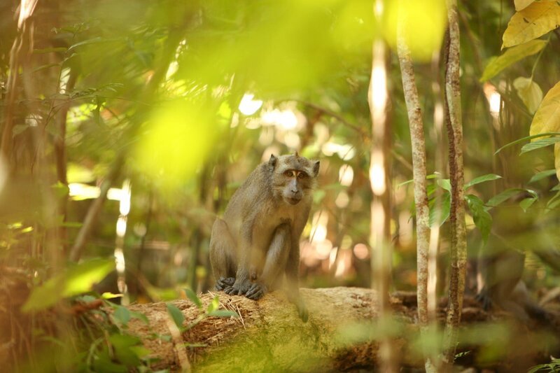 Die Morgenstunden gehören zu den schönsten auf Maratua, der kleinen indonesischen Insel vor der Ostküste Borneos – wären da nicht die Angst einflößenden Begegnungen der Kinder mit den bedrohlich blickenden und auch schon einmal zähnefletschenden Affen. – Bild: BR