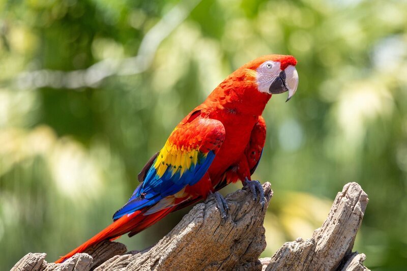 Papagei – Bild: Getty Images