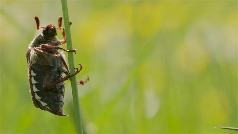 Ein Maikäfer frisst Blätter an einem Ahornbaum. Es ist der sogenannte „Reifungsfraß“. Danach wird er sich paaren und sterben.; Ein Maikäfer hebt im Maikäferdorf Reichling für die letzten Tage seines Lebens ab, in denen er sich paaren wird.; Maikäferexperte Max Kühbandner beim Plakate aufhängen für die Maikäferausstellung.; Ein Maikäferpärchen bei der Paarung als sogenannte „Paarungskutsche“ im Maikäferdorf Reichling in Oberbayern.; Der Maikäfer sucht einen guten Startplatz für den Abflug. – Bild: BR/​Christoph Castor