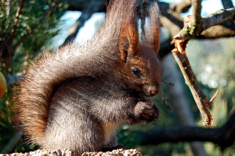Müsli für die Sibirischen Eichhörnchen. – Bild: Achiv Zoo am Meer, Bremerhaven/​BR/​Radio Bremen