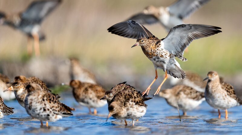 Kampfläufer sind so genannte Langstreckenzieher. Sie überwintern im Westen Afrikas südlich der Sahara und fliegen zum Brüten in Skandinaviens Tundra. – Bild: NDR/​Terra Mater/​Leander Khil