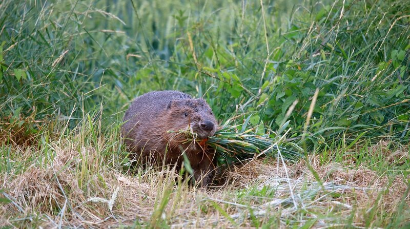 Gourmet: Im Sommer wagen sich Biber bei Einbruch der Dämmerung sogar in Weizenfelder vor, die in der Nähe der Gewässer liegen. – Bild: BR/​Doclights GmbH/​NDR/​Klaus Weißmann/​Wilma Kock