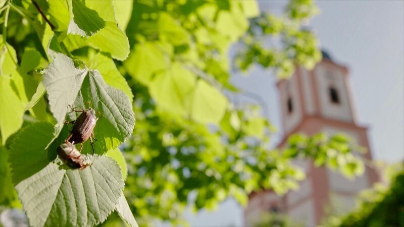 Ein Maikäfer frisst Blätter an einem Ahornbaum. – Bild: BR/​Christoph Castor