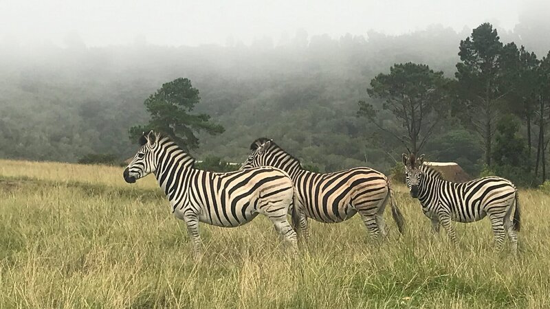 Südafrikas Garden Route Ein Nationalpark zwischen Küste und Wäldern Zebras im Knysna Elephant Park, Südafrika – Bild: SRF/​Autentic