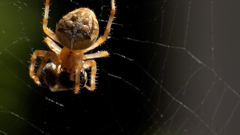 Kreuzspinne mit Beute. – Bild: ORF/Hans Jöchler Kreuzspinne mit Beute. – Bild: ORF/Hans Jöchler