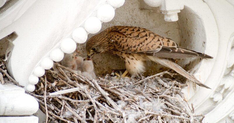 Turmfalke beim Füttern der Jungtiere. – Bild: ZDF und ORF/​PKM Film