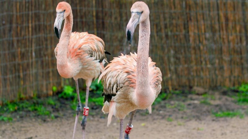 Flamingos. – Bild: ORF/​Universal