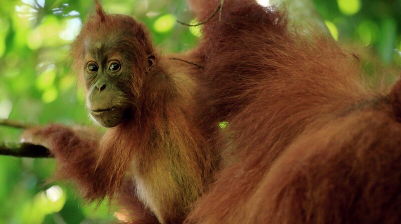 Orang-Utans sind sicher die bekanntesten Tiere Südostasiens. Das dreijährige Jungtier lernt über viele Jahre von seiner Mutter alles, was es zum Überleben braucht. – Bild: NDR/​Terramater/​Matt Hamilton