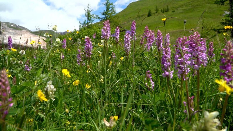 Wildes Knabenkraut. – Bild: ORF/Hans Jöchler Wildes Knabenkraut. – Bild: ORF/Hans Jöchler