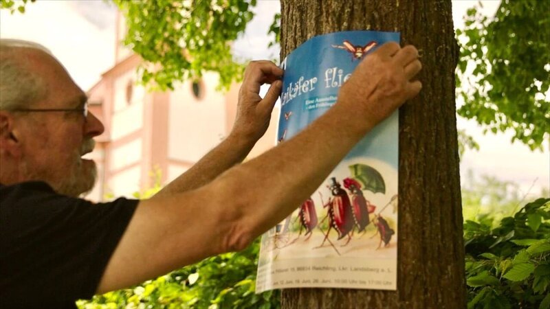 Ein Maikäfer frisst Blätter an einem Ahornbaum. Es ist der sogenannte „Reifungsfraß“. Danach wird er sich paaren und sterben.; Ein Maikäfer hebt im Maikäferdorf Reichling für die letzten Tage seines Lebens ab, in denen er sich paaren wird.; Maikäferexperte Max Kühbandner beim Plakate aufhängen für die Maikäferausstellung. – Bild: BR/​Christoph Castor