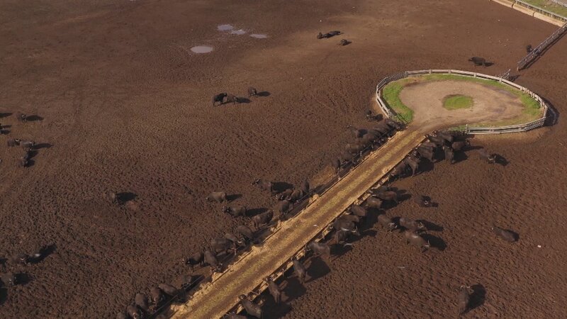 Die Böden, auf denen die Büffel gehalten werden, sind durch die illegale Müllentsorgung der Mafia teilweise schwer belastet. – Bild: ZDF Die Böden, auf denen die Büffel gehalten werden, sind durch die illegale Müllentsorgung der Mafia teilweise schwer belastet. – Bild: ZDF